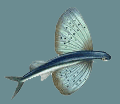Flying Fish Carburetors logo